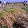 実りの秋、新米の収穫