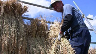 はさがけで天日干し