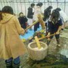 みんなでわいわい餅つき大会