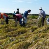 稲刈り体験会　竏秩@収穫