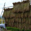 稲刈り体験会　竏秩@乾燥