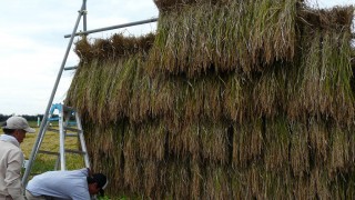 稲刈り体験会　竏秩@乾燥