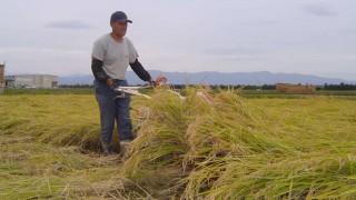 10月8日バインダーで稲刈り作業