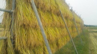 やっとめどが立ちました。