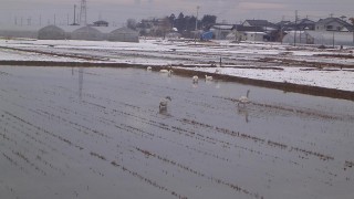 冬水田んぼに白鳥