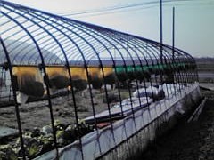 播種に向かって種もみの世話