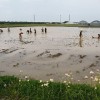 田んぼでの泥んこ遊び