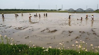 田んぼでの泥んこ遊び