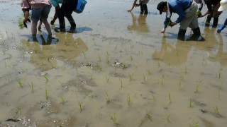 田植えイベント