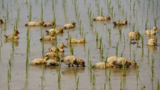 合鴨ちゃん田んぼデビュー