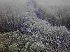 稲ツトムシの襲来