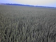 虫を狙ってツバメのがいっぱい