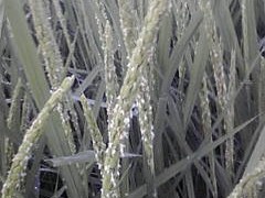 穂を出してくれてありがとう