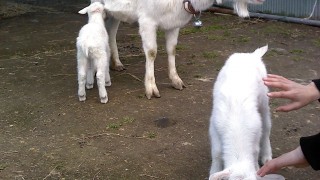 子やぎが二匹産まれました