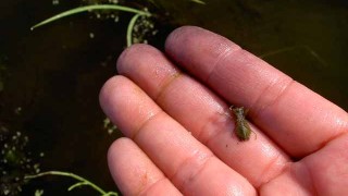 ヤゴのお目見え
