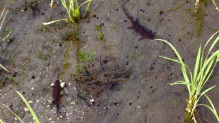 太っちょイモリ