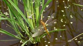 トンボが羽化しました。