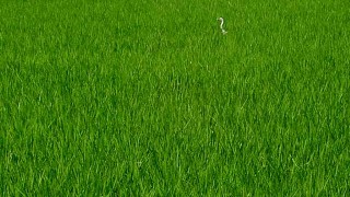 サギのお目見え