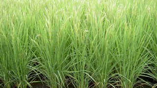 穂がでました。