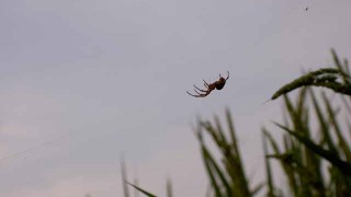 私の強力な味方