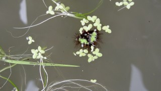 絶滅危惧種です。