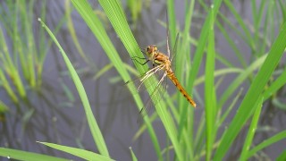 赤とんぼの羽化です。