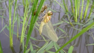 生まれたてです。