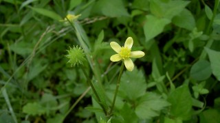 畔草刈の合間に