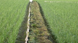 除草したばかりです。