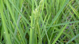 走り穂です。