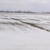 早春の田んぼ