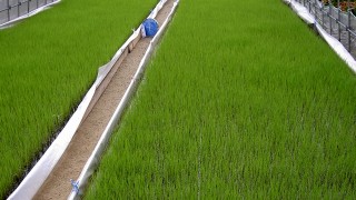 田植え直前苗