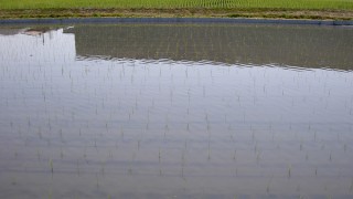 田植え終了