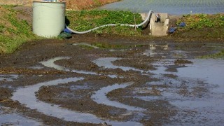 田んぼの浄水器？！