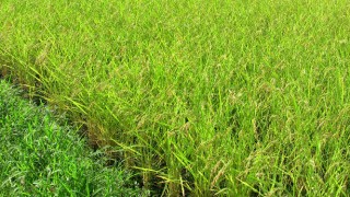 今年も収穫量は少なめ