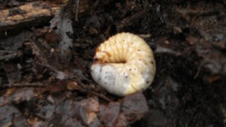 カブトムシの幼虫