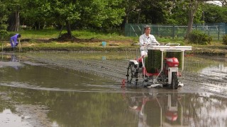 田植え