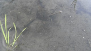 田んぼの住人登場