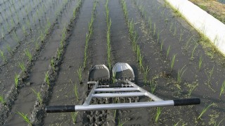 除草作業真っ盛り