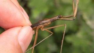 ミズカマキリ発見