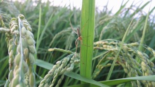 新米予約できます。