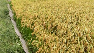 田んぼの生き物ありがとう