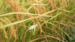 黄金色に輝いて