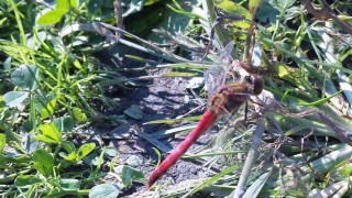 晩秋の赤とんぼ