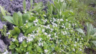 畔の白い花