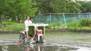 田植えしました。