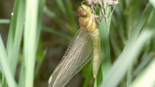 トンボの羽化