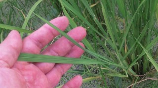 止葉が出ています。