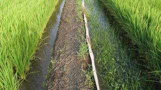 雑草だらけの我が田圃