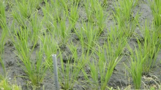 最後の除草作業